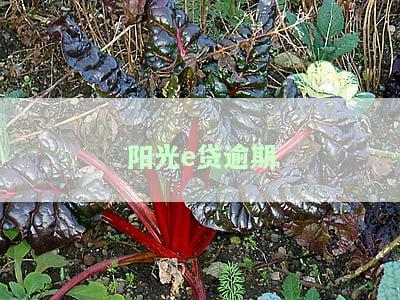 阳光e贷逾期还款后还有额度能使用吗，阳光e贷逾期还款后，额度还能继续使用吗？