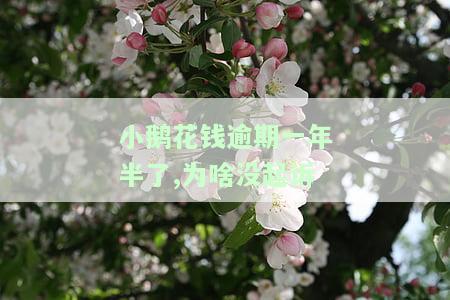 小鹅花钱逾期一年半了,为啥没起诉
