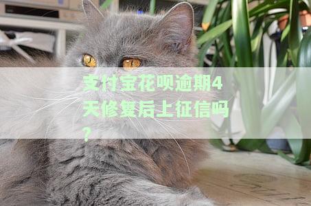 支付宝花呗逾期4天修复后上征信吗?-支付宝花呗逾期4天修复后上征信吗有影响吗