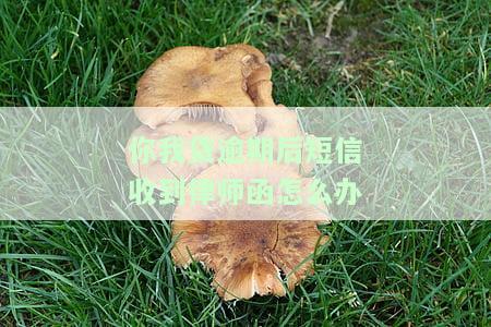 你我贷逾期后短信收到律师函怎么办？真实情况及应对策略