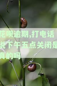 花呗逾期，下午五点关闭？真相是什么？需要在5点前还款吗？