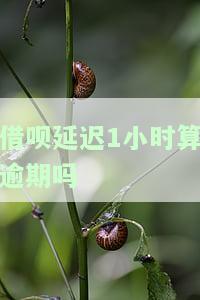 借呗借款两小时放款：是否会电话催收？原因及解决方法