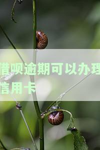 借呗逾期能否办理信用卡还款？安全性如何？已还款是否影响申请信用卡？