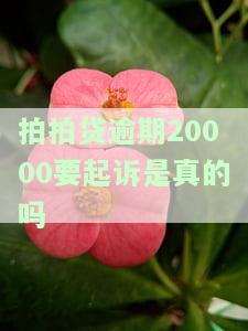 拍拍贷逾期20000是否会被起诉？多个案例分析