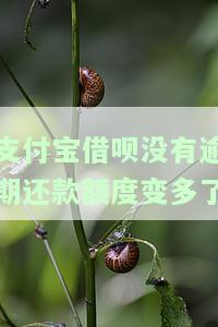蚂蚁借呗从来没有逾期为什么降低额度了，蚂蚁借呗从未逾期，为何额度却被降低了？