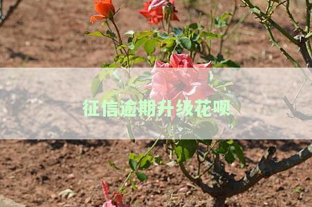 征信逾期升级花呗-征信逾期升级花呗还能用吗