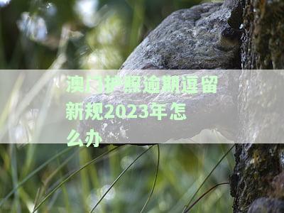 澳门护照过期怎么办，澳门护照过期解决方案：你需要知道的一切
