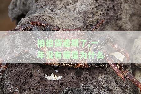 拍拍贷逾期了,一年没有催是为什么