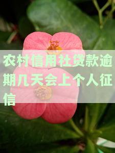 农村信用社银行贷款逾期多少天上征信，了解农村信用社银行贷款逾期规定：多少天将影响您的征信记录？