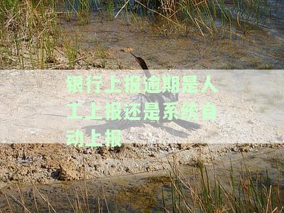 银行上报逾期记录告知义务及内容详述