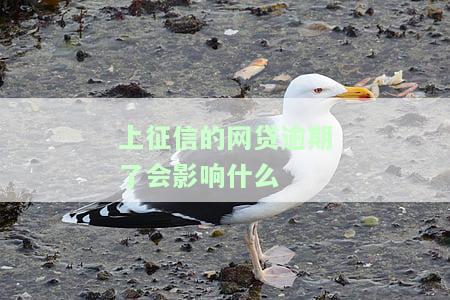 上征信的网贷逾期了会影响什么后果，逾期还款会带来哪些后果？其是对上征信的网贷