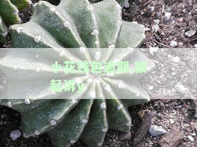 小花钱包逾期：真的会交给司法机关处理吗？逾期多久会起诉？暴力催收后是否还需还款？