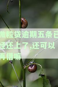 微粒贷逾期还清后是否还可以循环使用额度，探讨微粒贷逾期还款后的额度再利用可能性