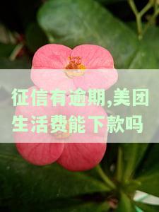 美团生活费逾期上征信了，美团生活费逾期上征信：借贷行为引发社会关注