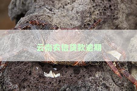 云南农信贷款逾期一天有不良记录，贷款逾期多久影响征信，按日贷款逾期怎么还款，利息晚打一天，房贷逾期3天存卡