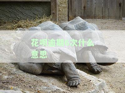 花呗逾期6次什么意思呀，花呗逾期6次意味着什么？了解后果及应对方法
