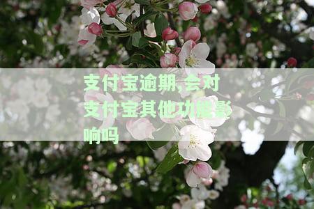 支付宝逾期有没有影响征信，信用卡，个人信誉记录？