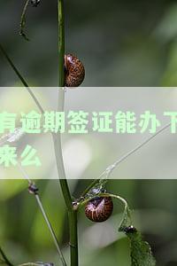 有逾期签证能办下来么