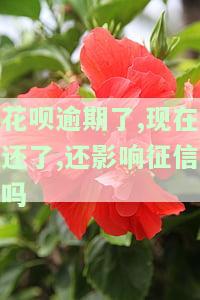 花呗逾期了，现在还了，还影响征信吗？