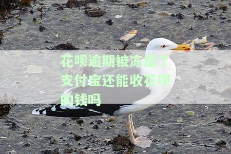 花呗逾期被冻结了支付宝还能收花呗的钱吗怎么办？
