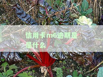 信用卡65元逾期怎么办，应对信用卡逾期费用：65元逾期处理方法解析