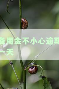 备用金不小心逾期一天有事吗，备用金逾期一天：意外还是问题？