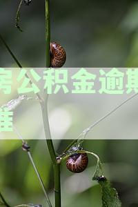 公积金逾期率计算公式及表