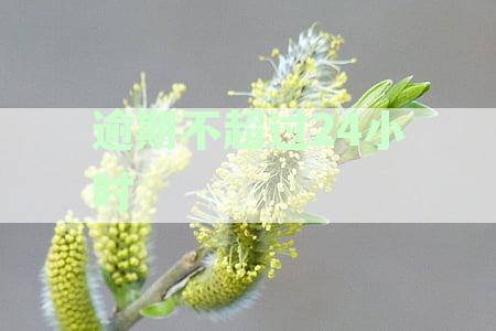 逾期不超过24小时