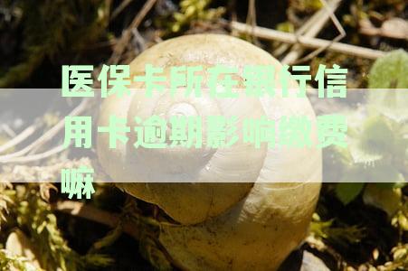 医保卡欠费会影响征信吗？如何查？