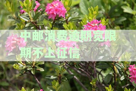 中邮消费逾期宽限期不上征信可以吗？如何处理？