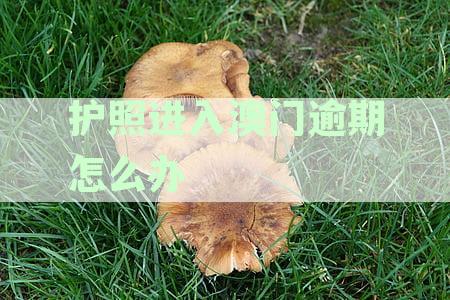 护照进出澳门管理规定文件
