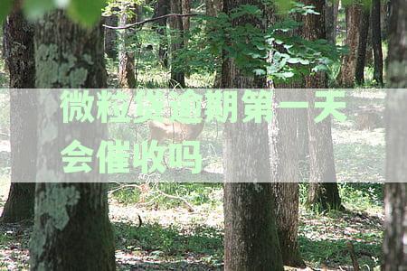 微粒贷逾期第一天会催收吗是真的吗：全面解析逾期催收政策