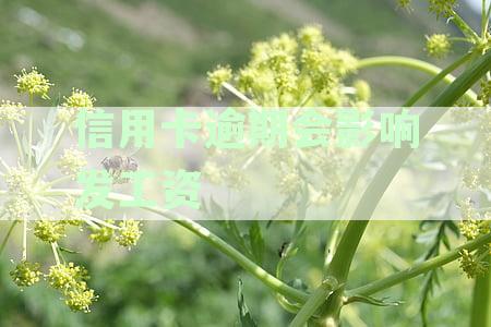 信用卡逾期会影响发工资