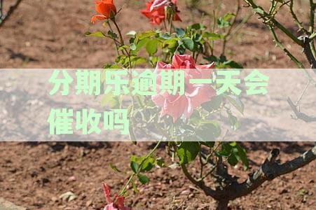 分期乐逾期一天会催收吗