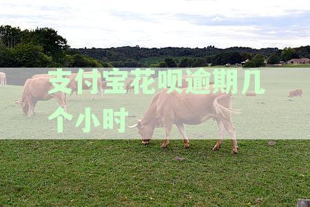支付宝花呗逾期几个小时会有影响吗？如何应对逾期影响？