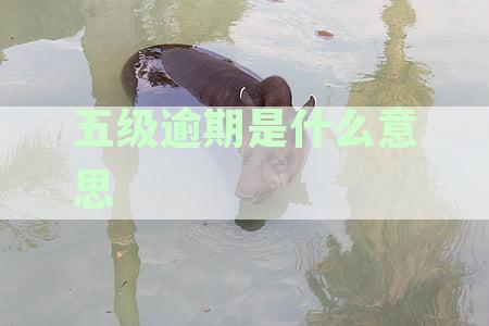 逾期五级分类什么意思：贷款逾期等级划分及其影响