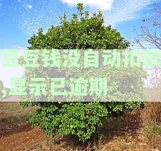 豆豆钱没自动扣款,显示已逾期
