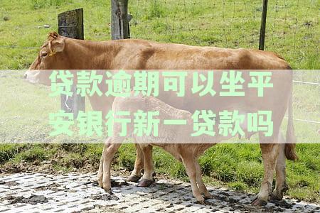 平安银行贷款有逾期银行让我去不去行吗？逾期还款怎么办？影响个人征信吗？
