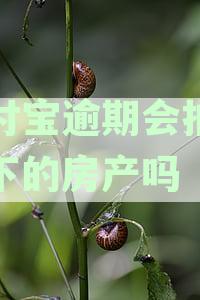 支付宝逾期会拍卖名下的房产吗