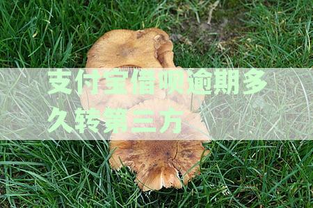 支付宝借呗逾期未还，多久会给家人打电话通知