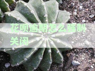 花呗逾期怎么强制关闭了还款和额度