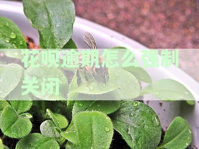 花呗逾期了怎么关闭自动扣款功能