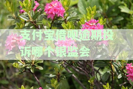 支付宝借呗逾期投诉哪个银监会投诉有效？