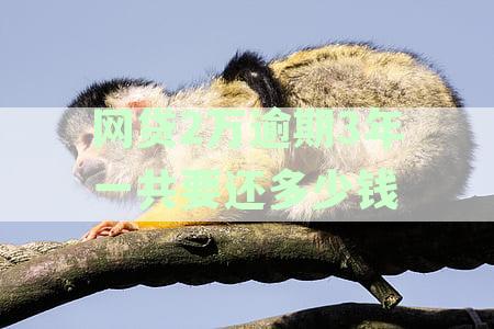 网贷2万逾期3年一共要还多少钱费用：了解逾期还款总额