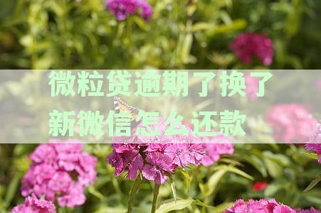 微粒贷逾期后，另一个微信号绑定的银行卡会被扣钱吗？