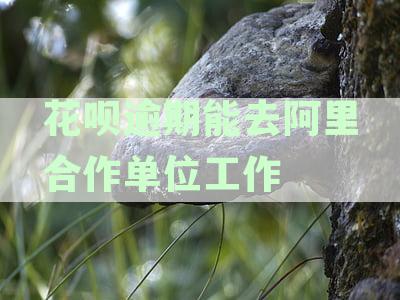 花呗逾期能去阿里合作单位工作嘛：安全与否分析