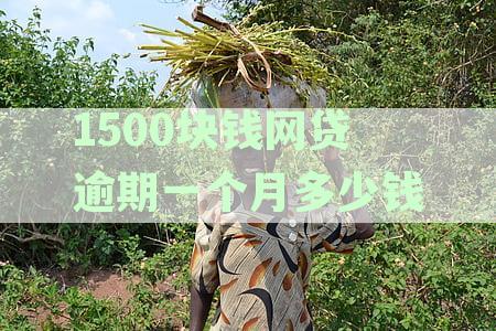 1500块钱网贷逾期一个月多少钱