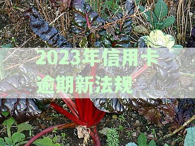 2023年信用卡逾期新法规是什么：信用卡逾期新法规对比与解读