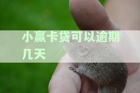 小赢卡贷可以逾期几天吗？详解逾期规定与还款策略