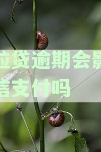 微粒贷逾期会影响微信支付吗？逾期处理办法及支付安全须知
